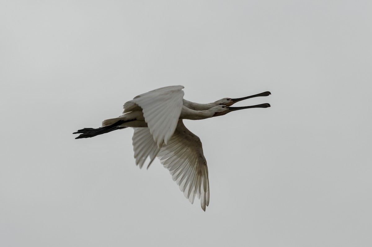 Eurasian Spoonbill - ML646861969
