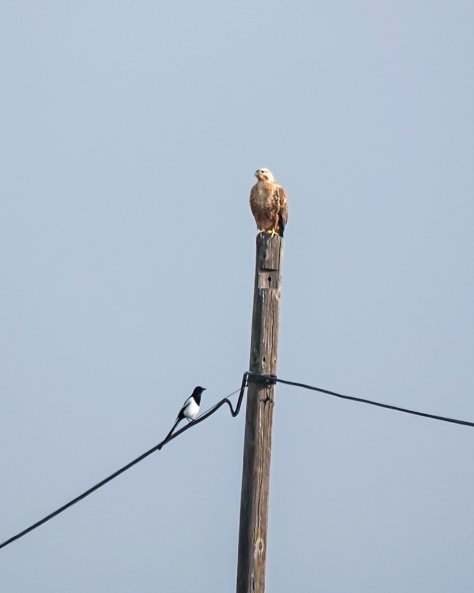 ørnvåk - ML646861972