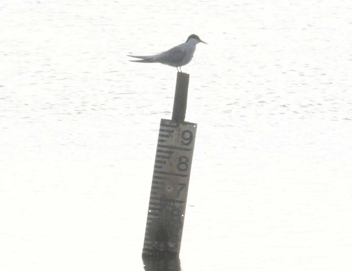 Common Tern - ML646861973