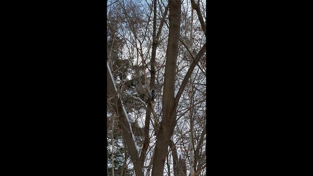 Волосатый дятел - ML646861975