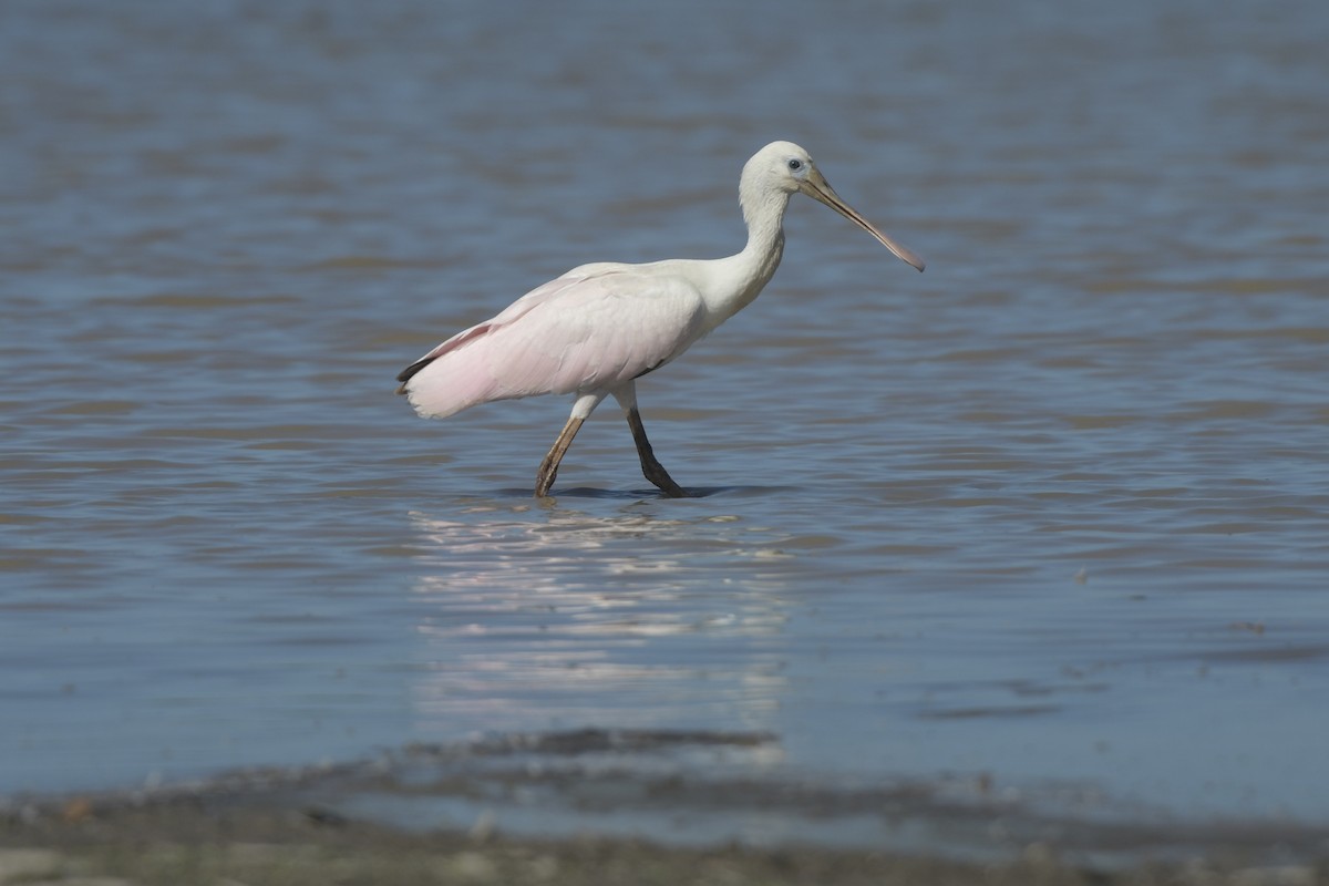 Roseate Spoonbill - ML646861977