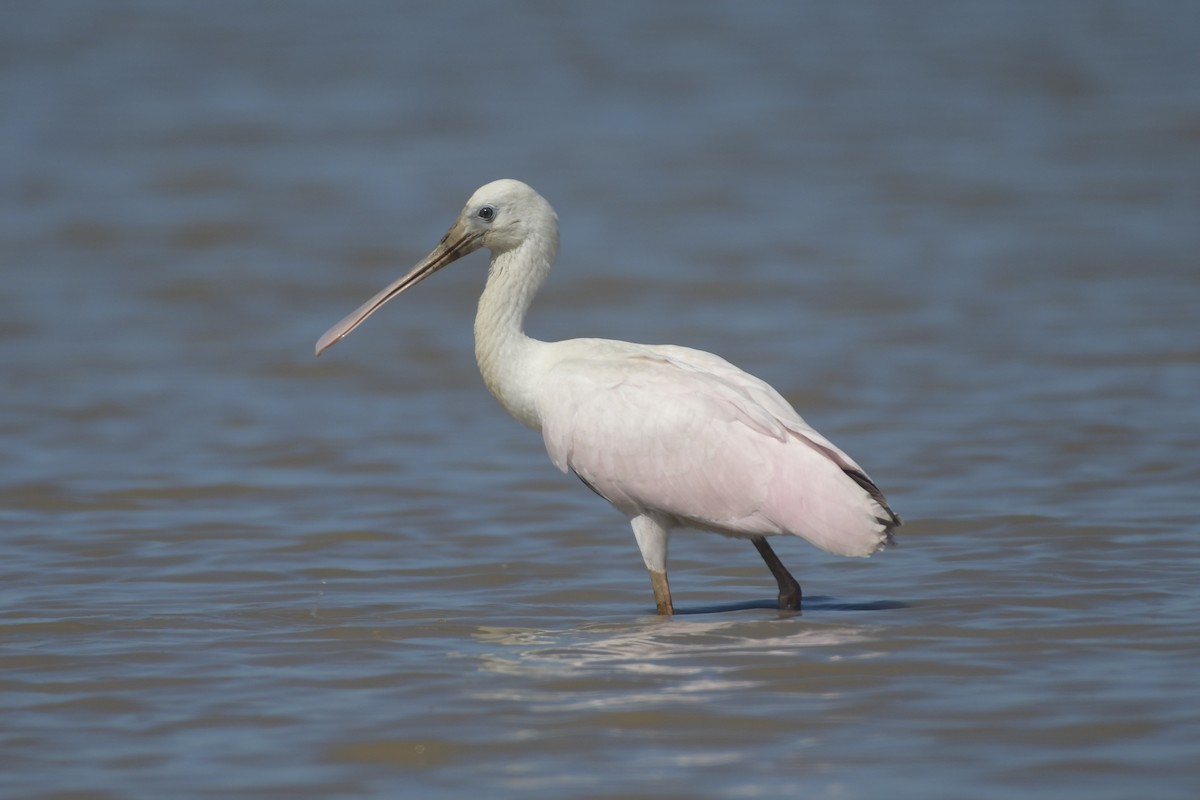 Roseate Spoonbill - ML646861978