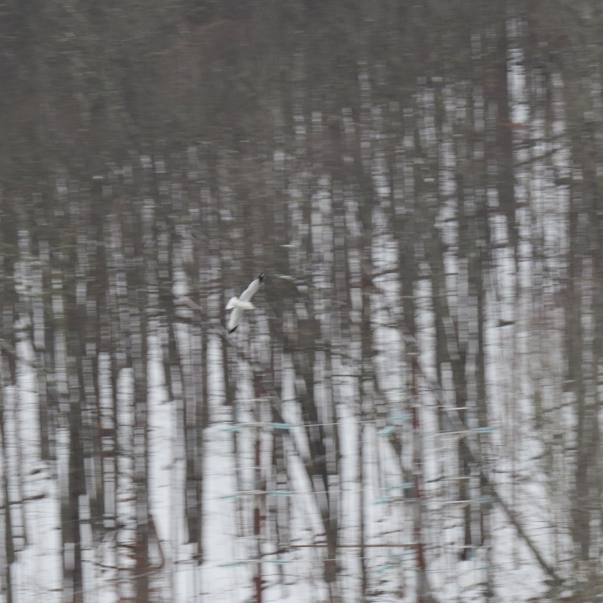 ringnebbmåke - ML646861980