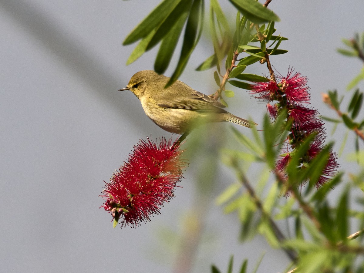 Common Chiffchaff - ML646861981