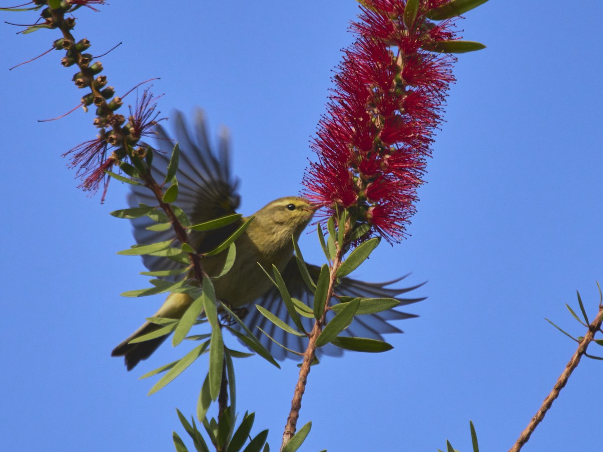 Common Chiffchaff - ML646861982
