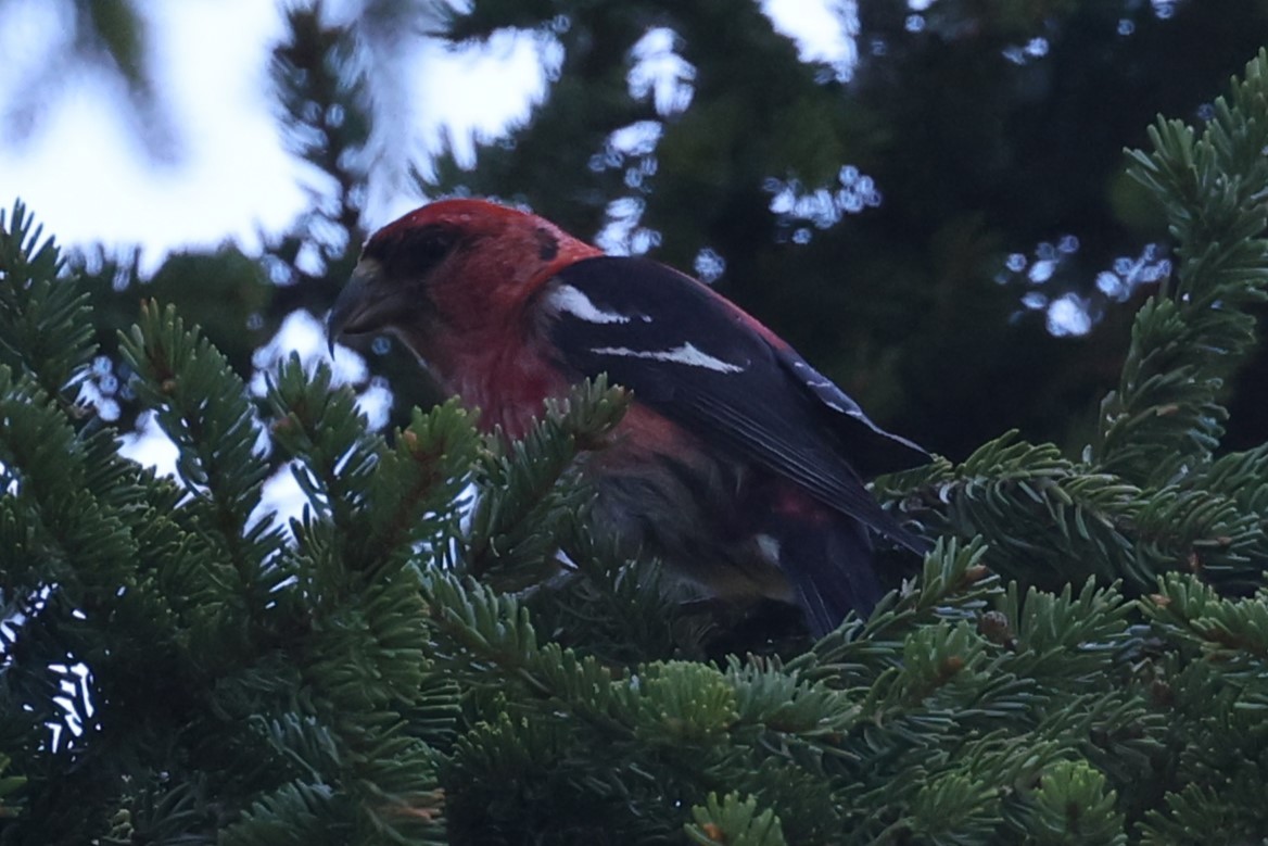 Белокрылый клёст - ML646861984