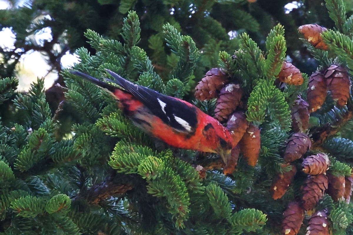 Белокрылый клёст - ML646861985