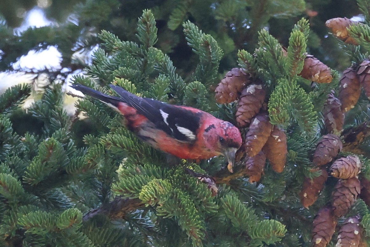 Белокрылый клёст - ML646861986