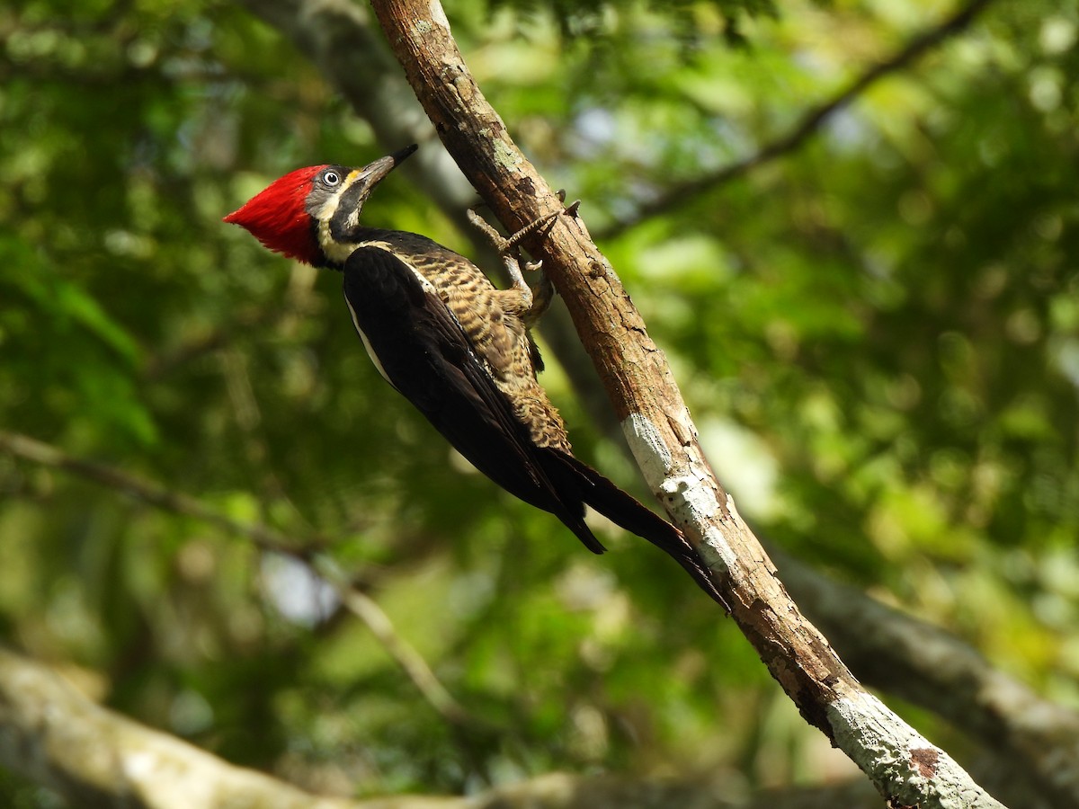 stripesvartspett - ML646861993