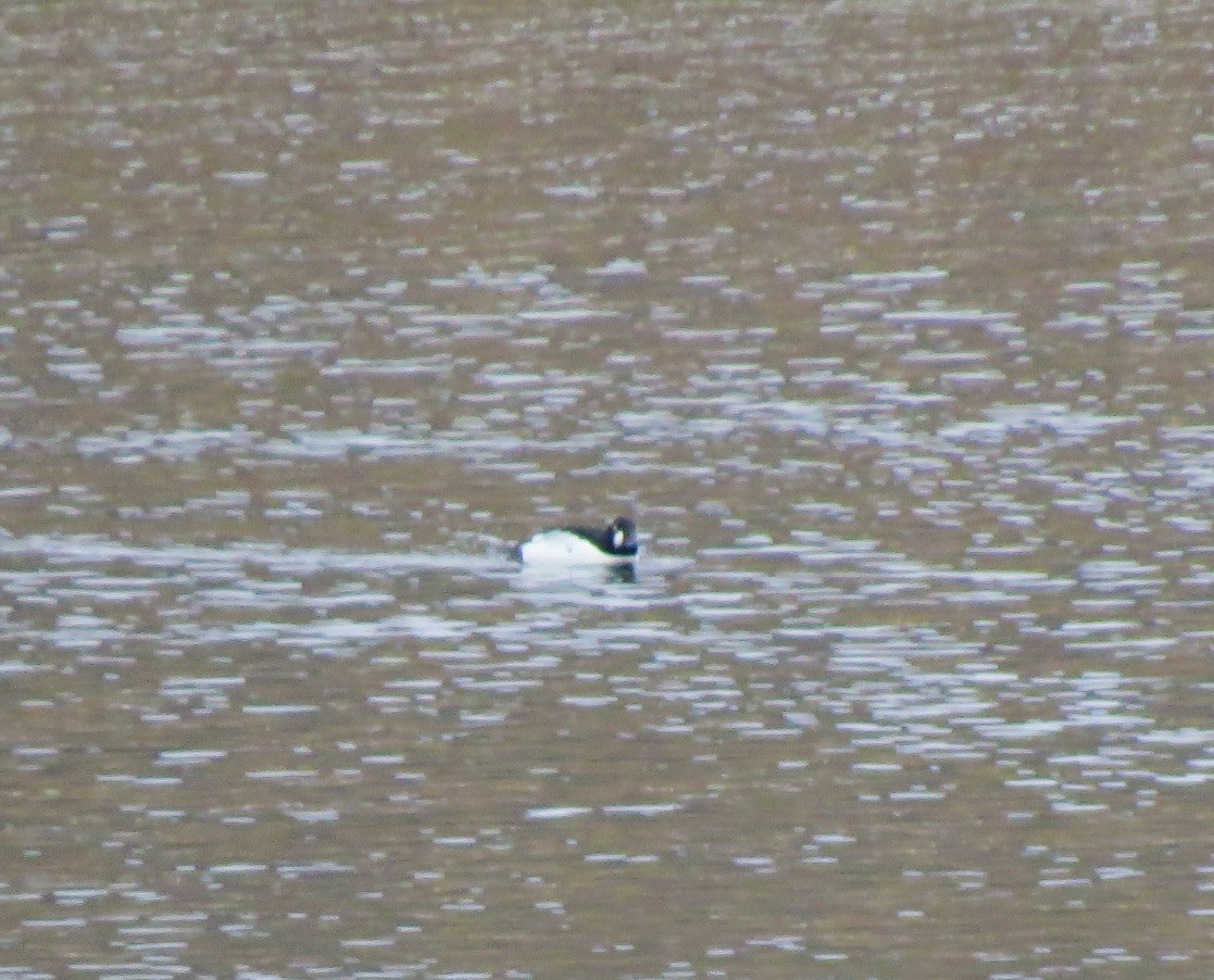 kvinand - ML646861998