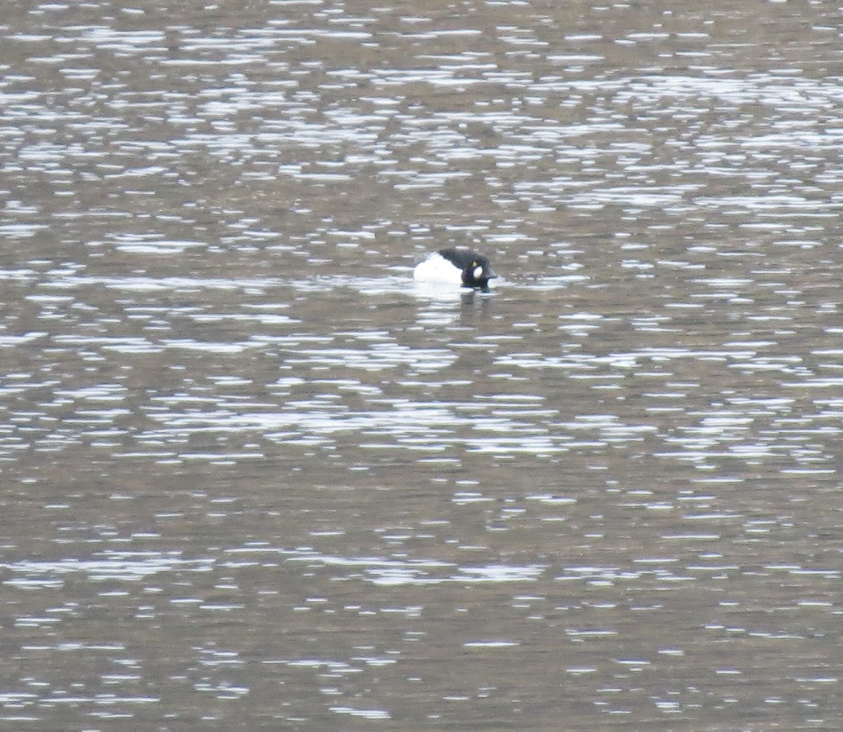 kvinand - ML646862003