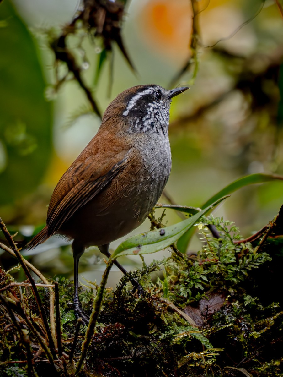 Munchique Wood-Wren - ML646862004