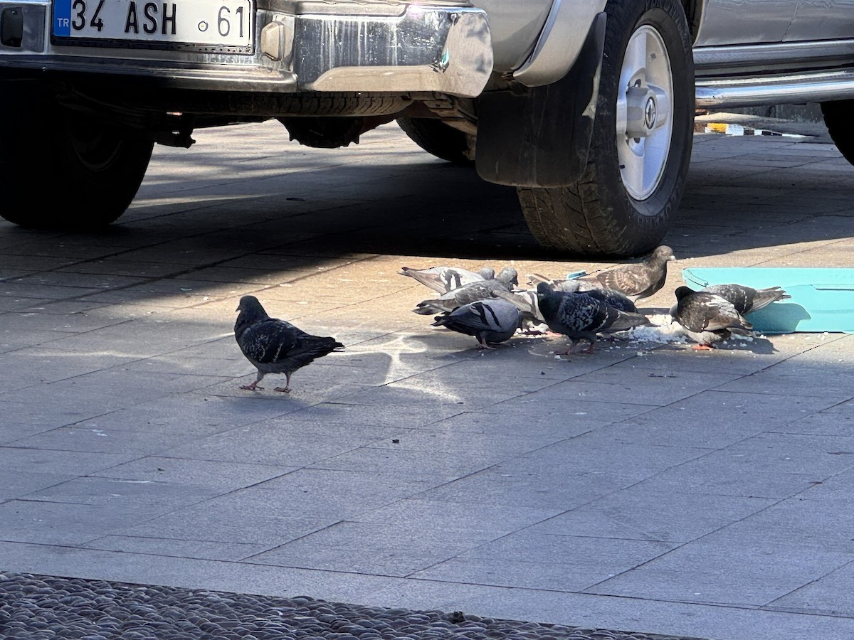 Rock Pigeon (Feral Pigeon) - ML646862005