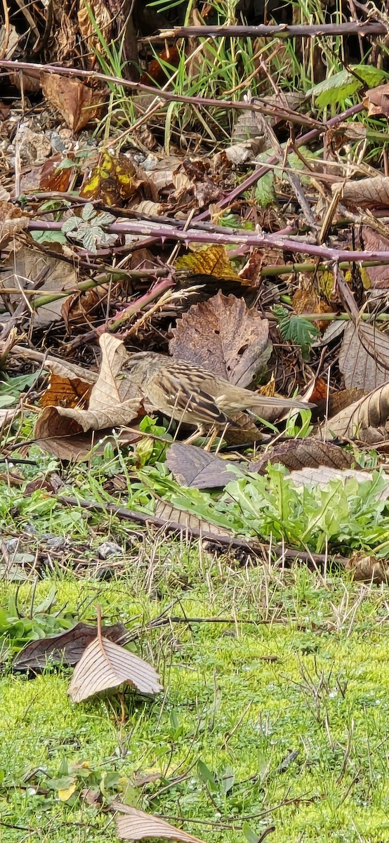 Chingolo Coronidorado - ML646862006