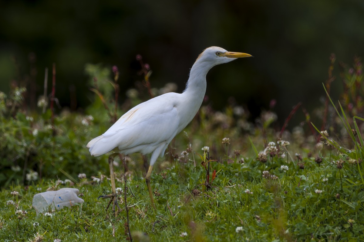 volavka rusohlavá - ML646862008