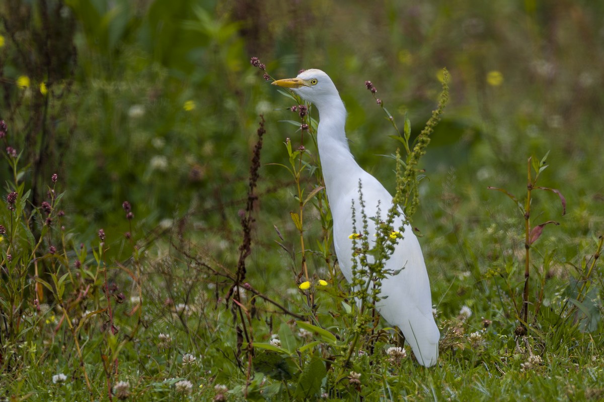 volavka rusohlavá - ML646862009
