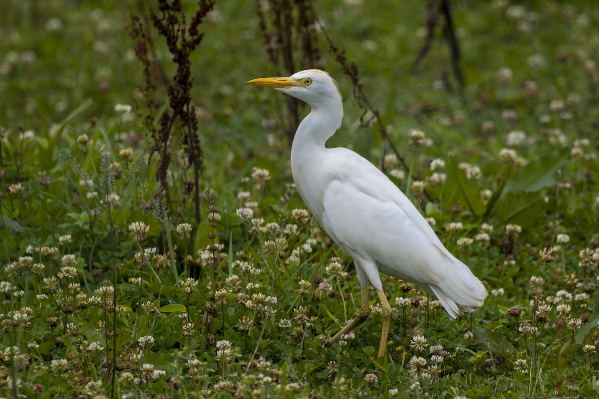 volavka rusohlavá - ML646862010