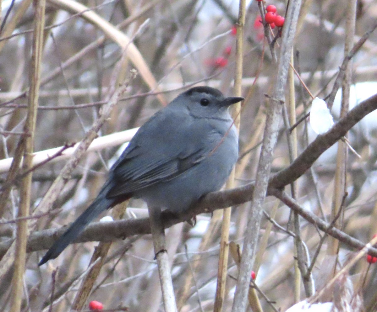 Gray Catbird - ML646862012