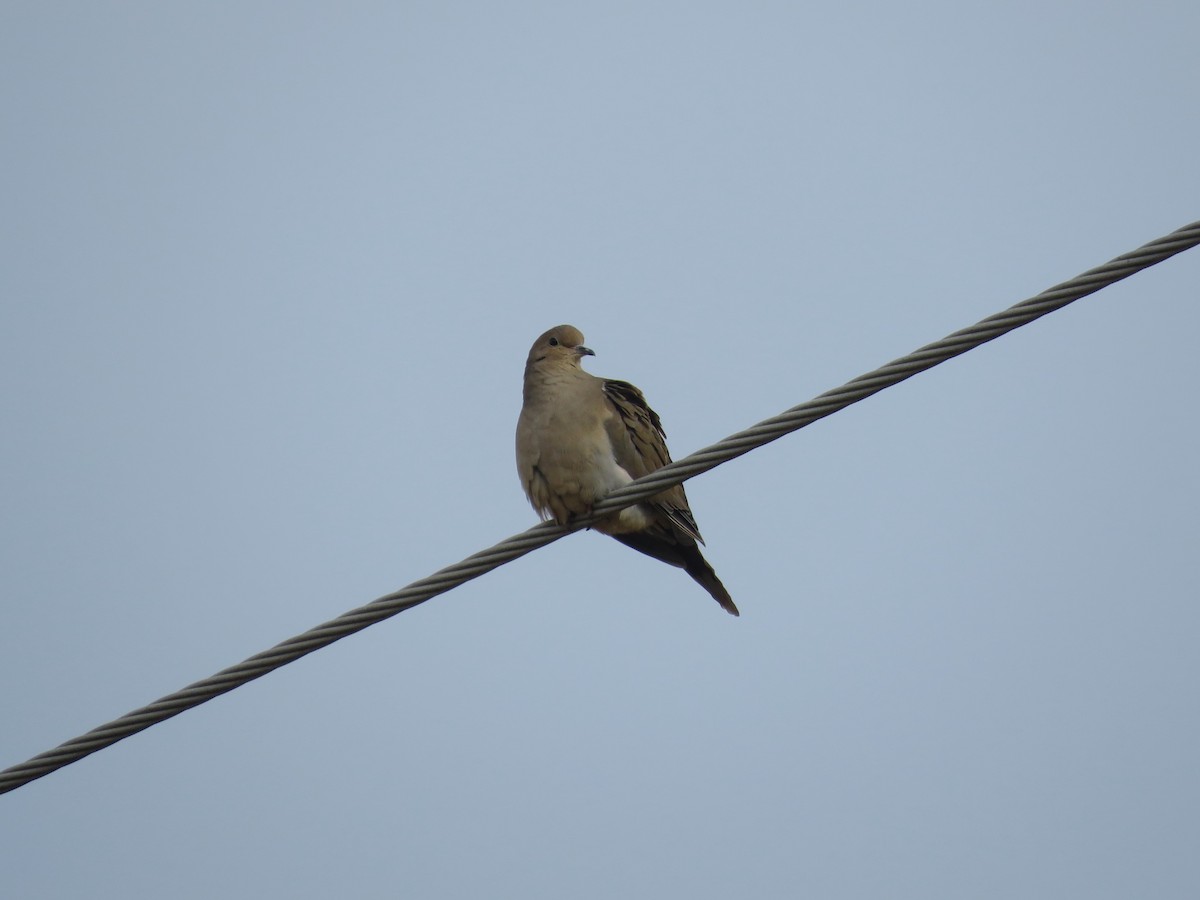 Mourning Dove - ML646862013