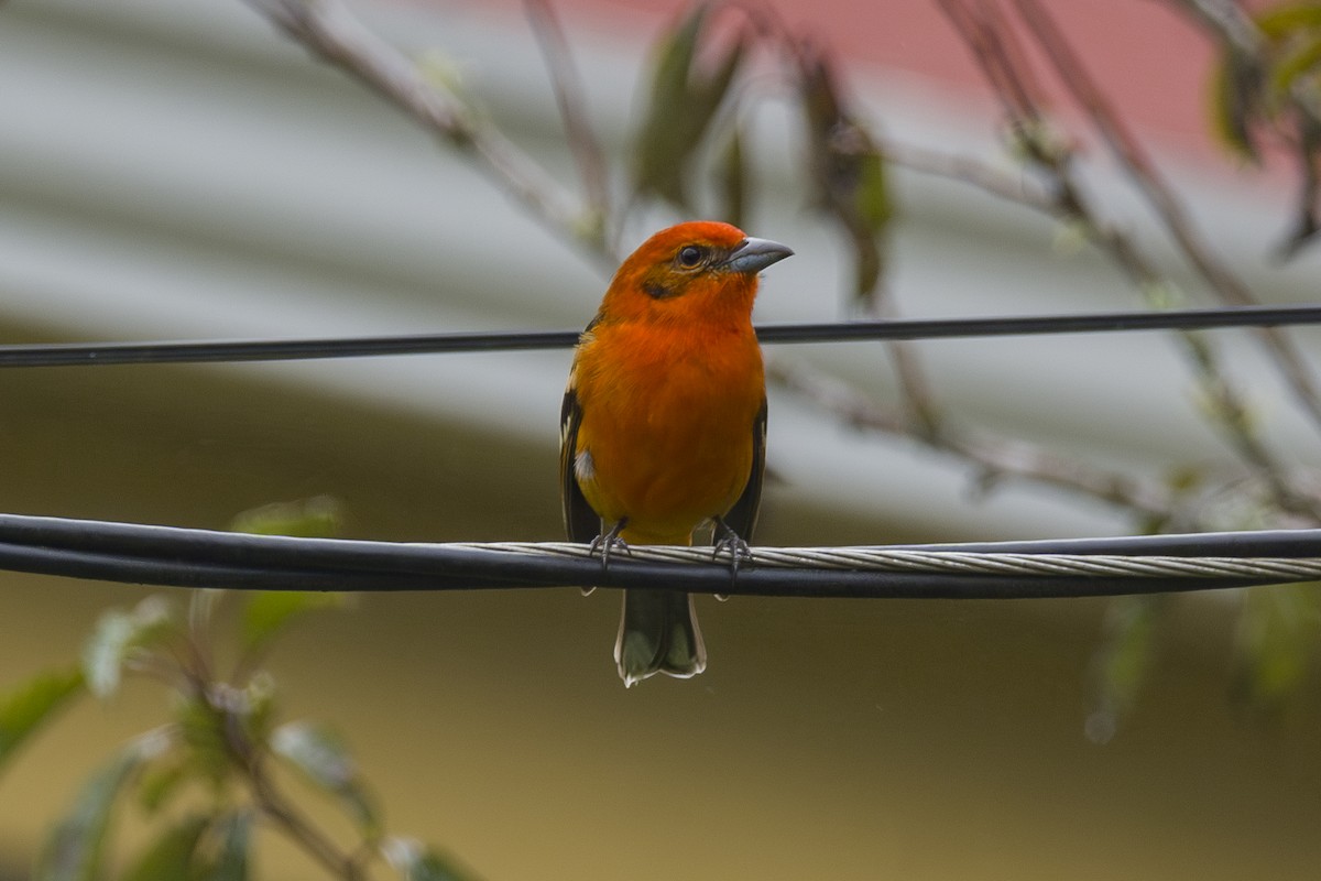 Flame-colored Tanager - ML646862014