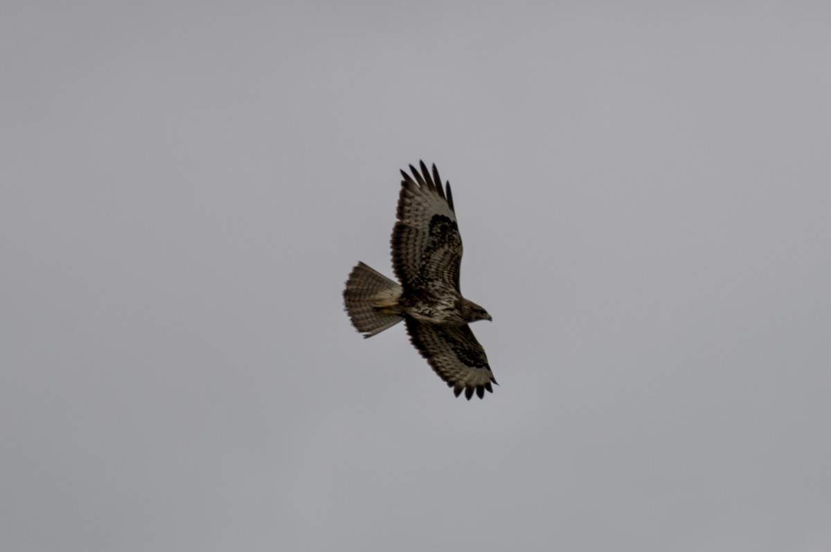 musvåk - ML646862015