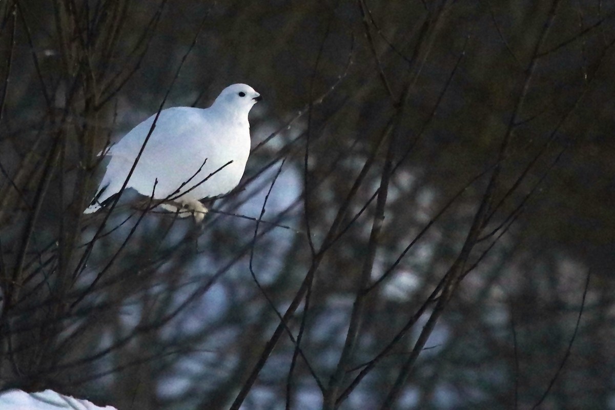 Kar Tavuğu - ML646862017