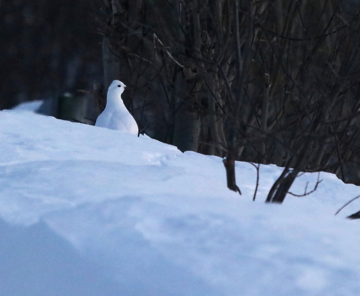 Kar Tavuğu - ML646862018