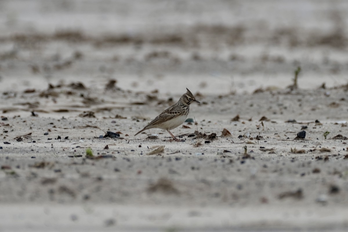 topplerke - ML646862021