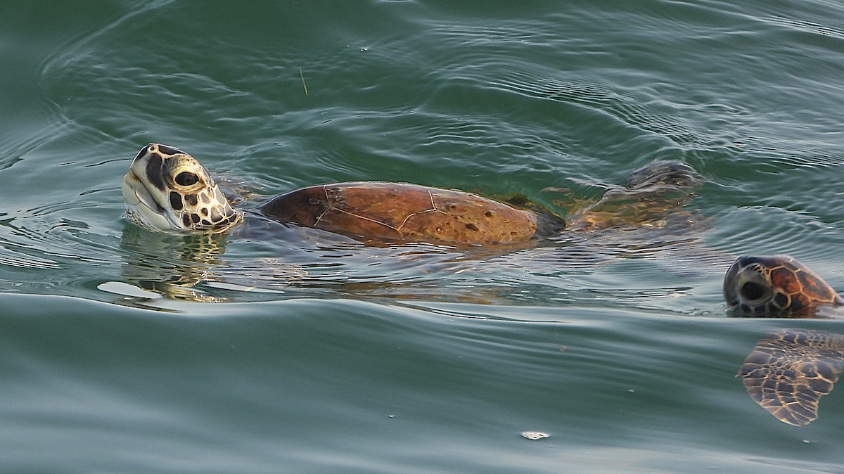 Green Sea Turtle - ML646862023