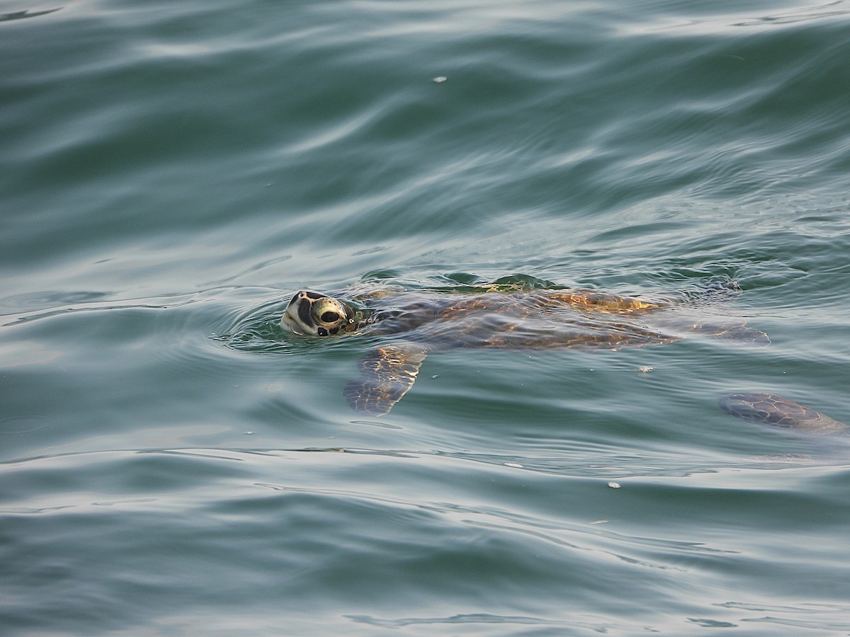 Animals - ML646862024