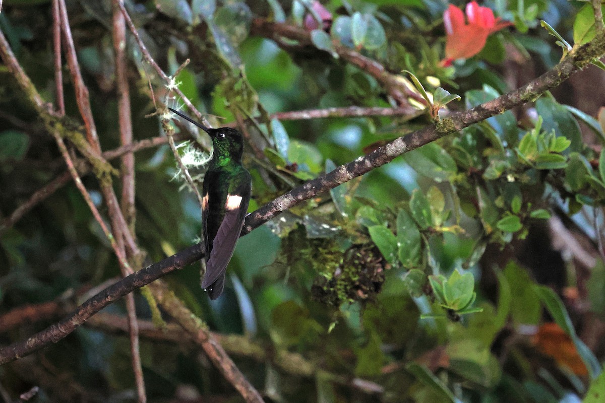 Buff-winged Starfrontlet - ML646862025