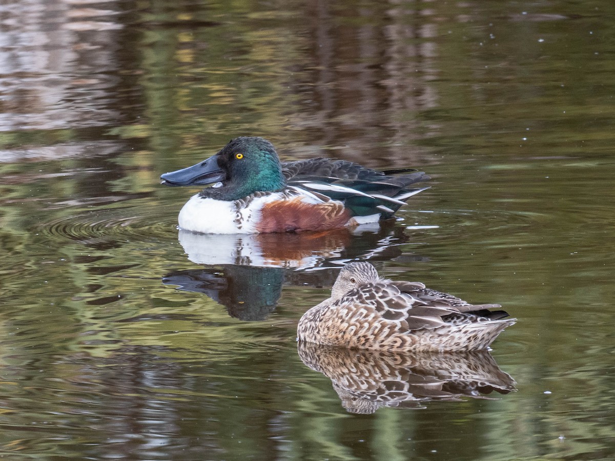 Cuchara Común - ML646862028