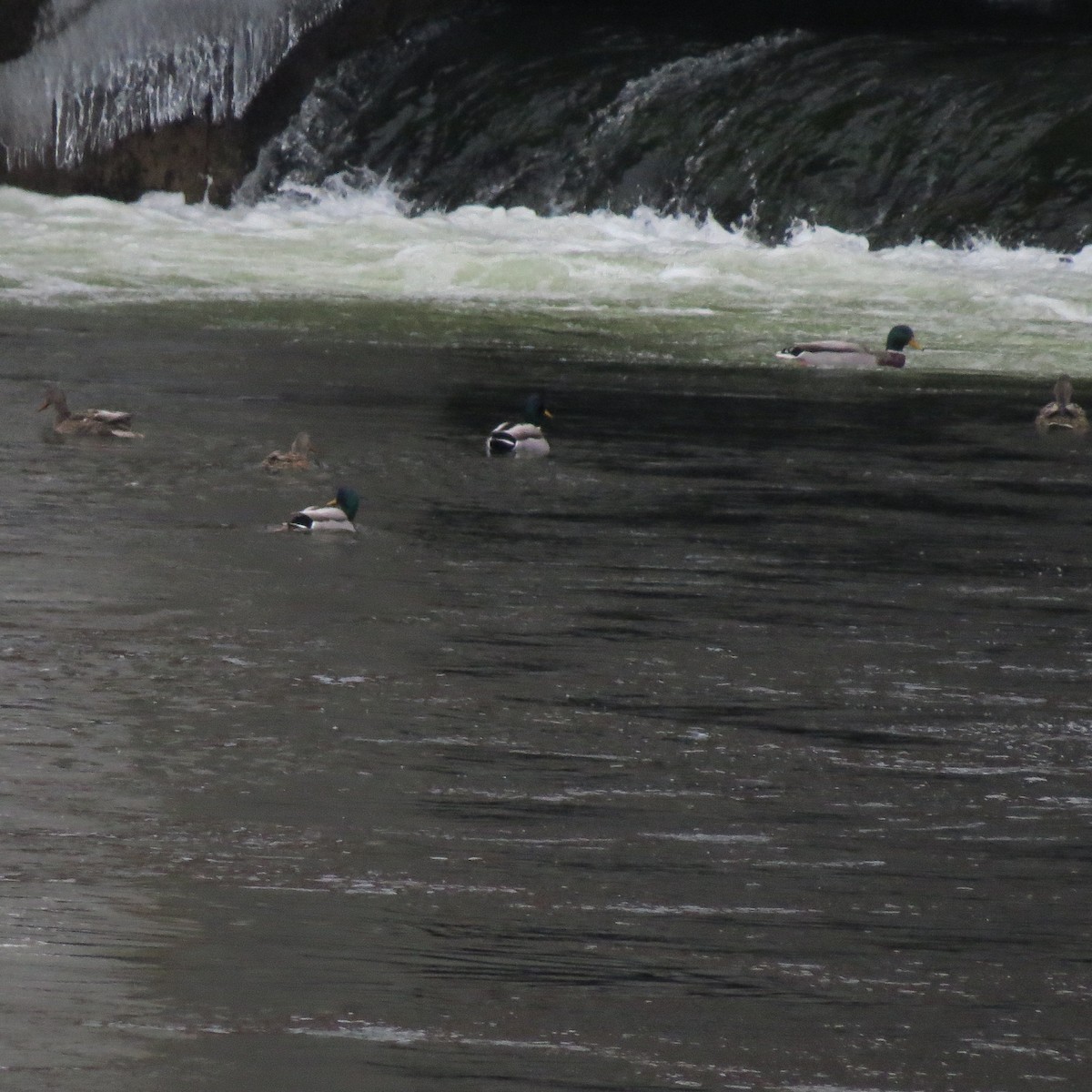 stokkand - ML646862029