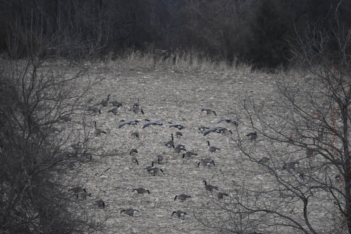 Oca canadese minore (hutchinsii) - ML646862034