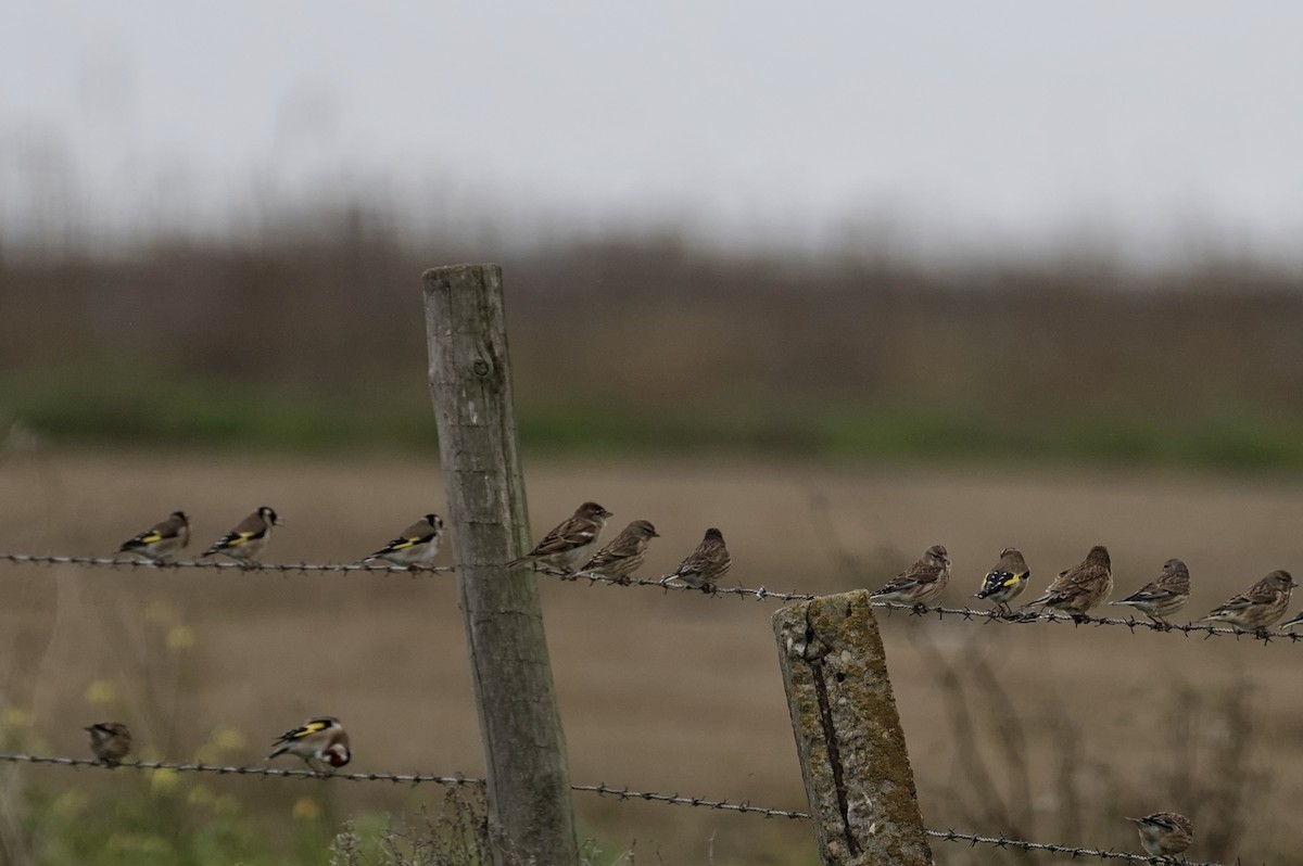 tornirisk - ML646862040