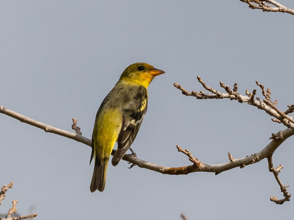 Piranga Carirroja - ML646862041