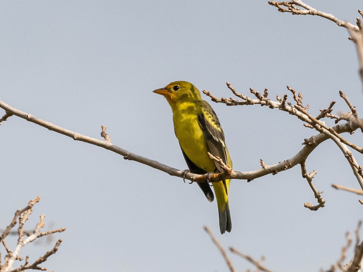 Piranga Carirroja - ML646862042