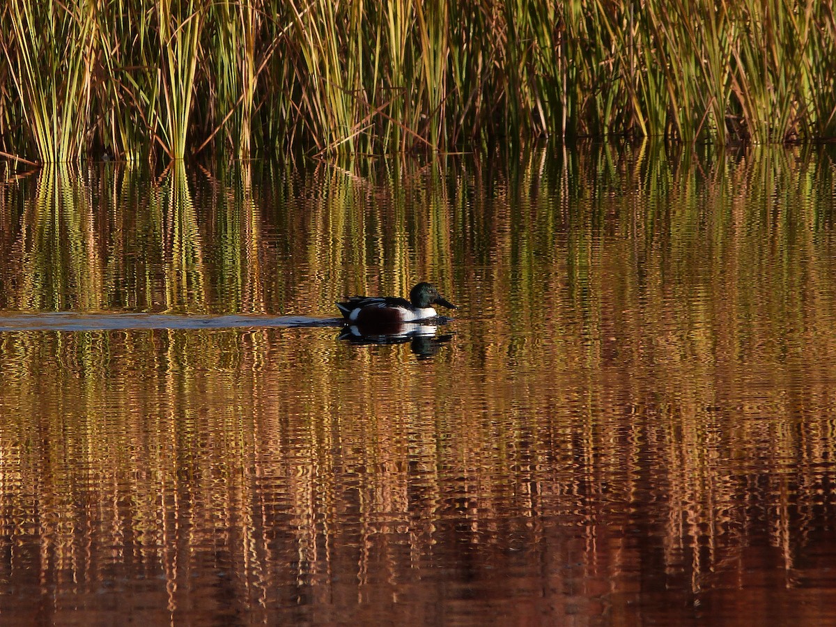 Mestolone - ML646862043