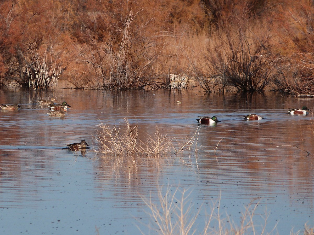 Mestolone - ML646862049