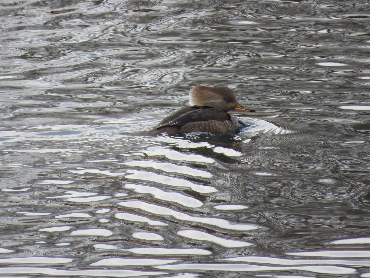 Hooded Merganser - ML646862050