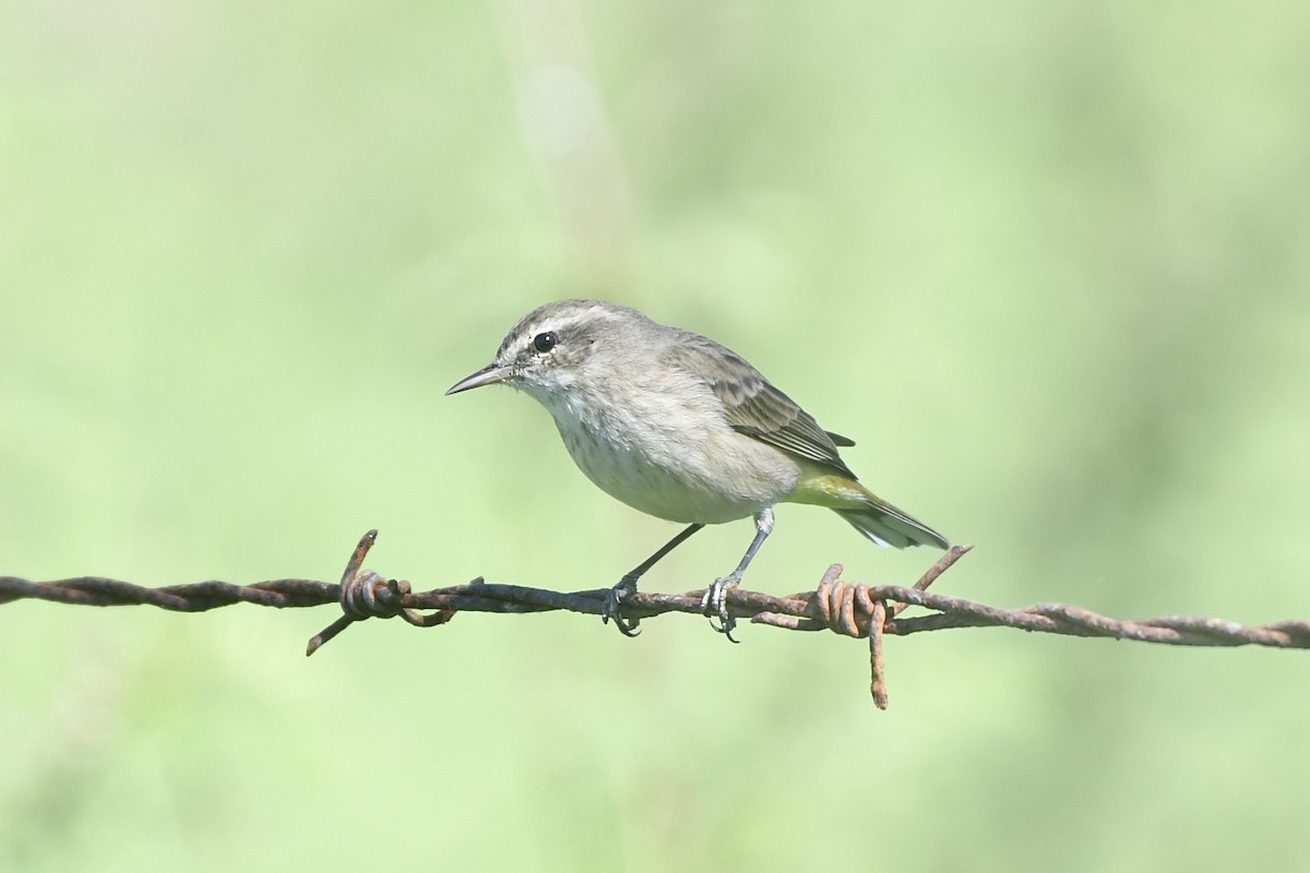 Palm Warbler - ML646862051