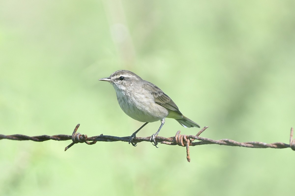 Palm Warbler - ML646862052