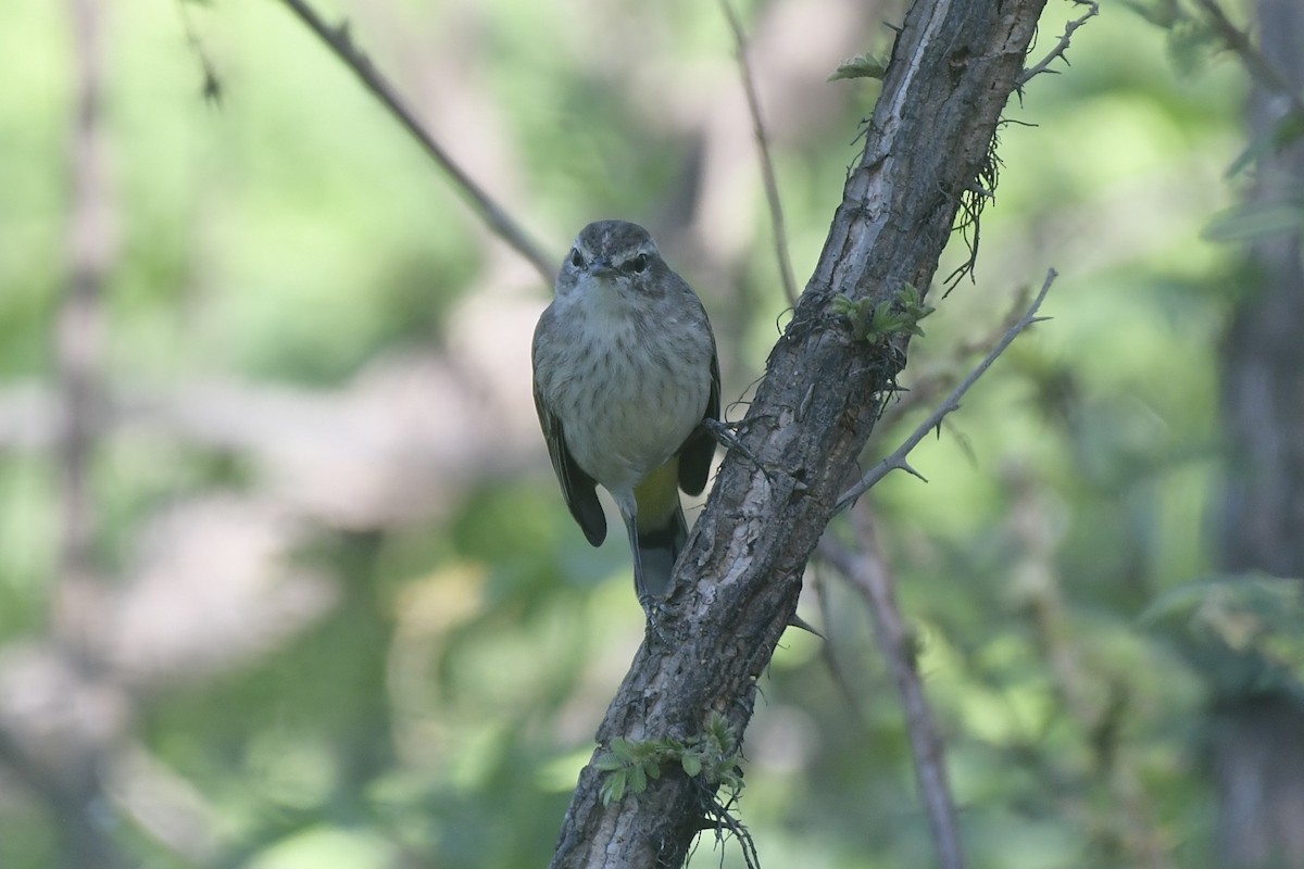 Palm Warbler - ML646862053