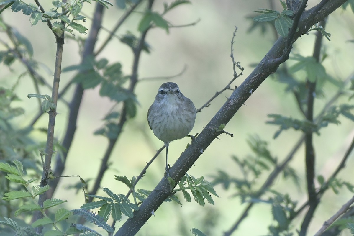 Palm Warbler - ML646862054