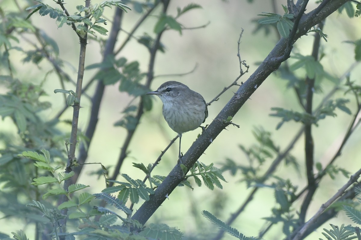Palm Warbler - ML646862055