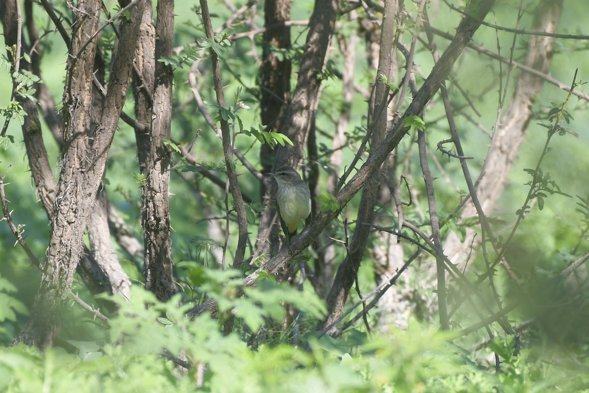 Palm Warbler - ML646862056