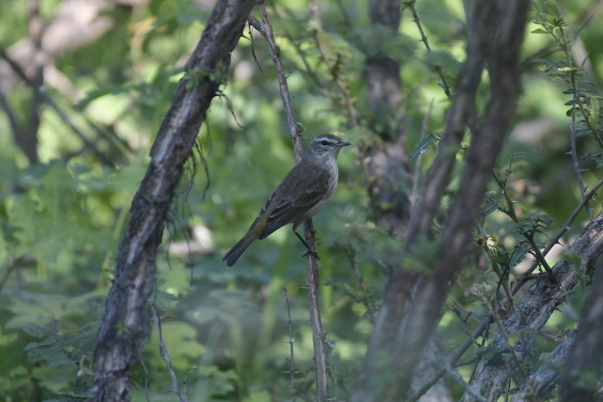 Palm Warbler - ML646862057