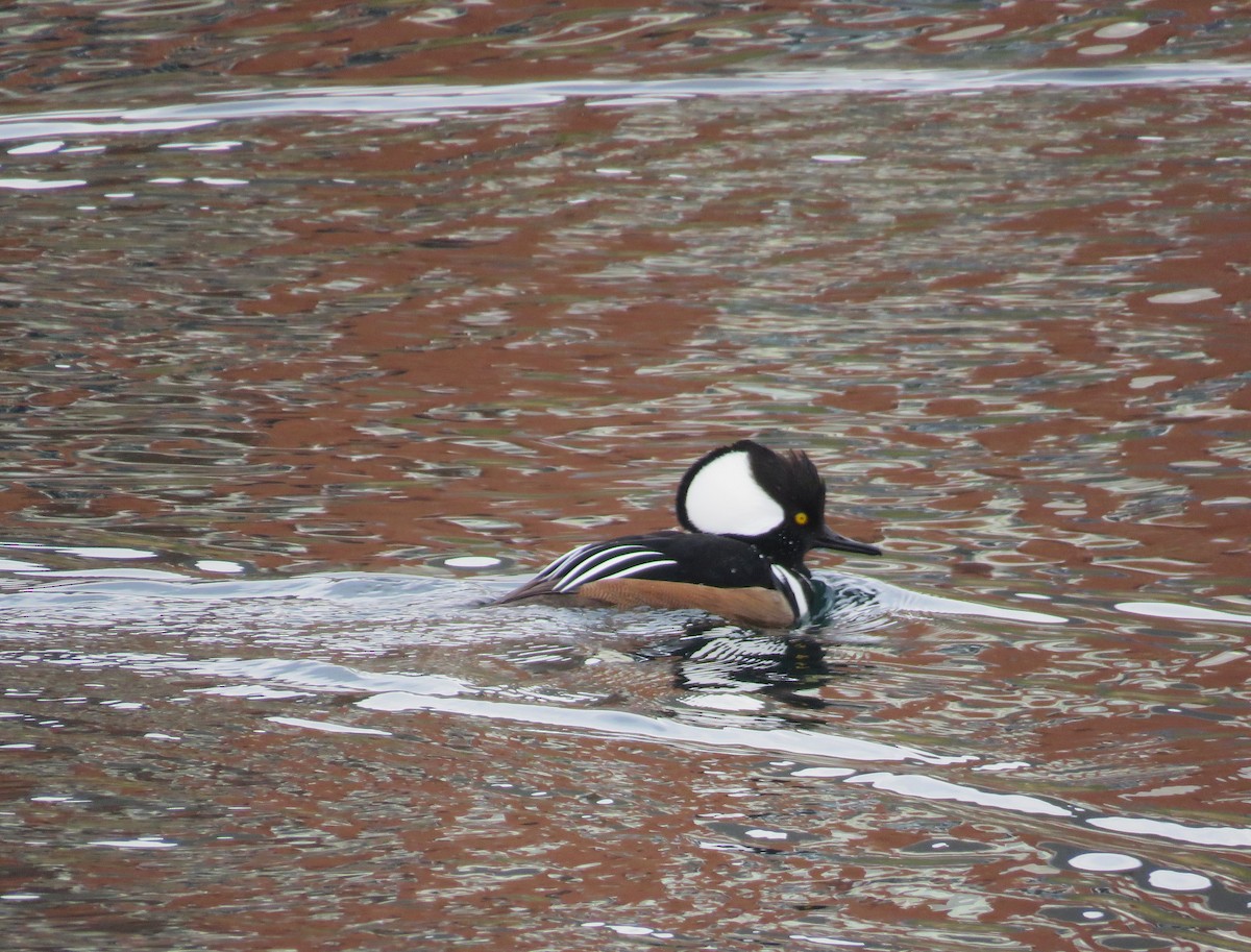 Hooded Merganser - ML646862058
