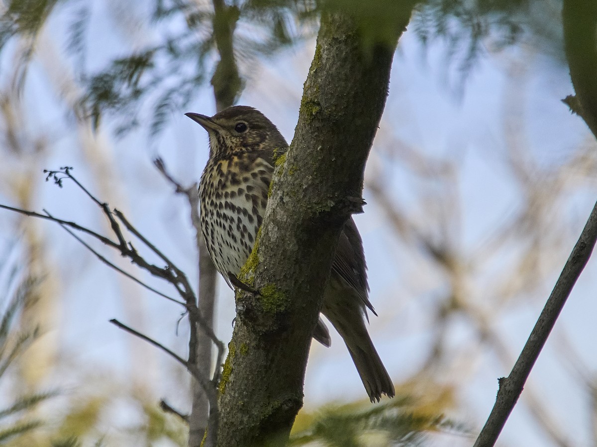 Song Thrush - ML646862060