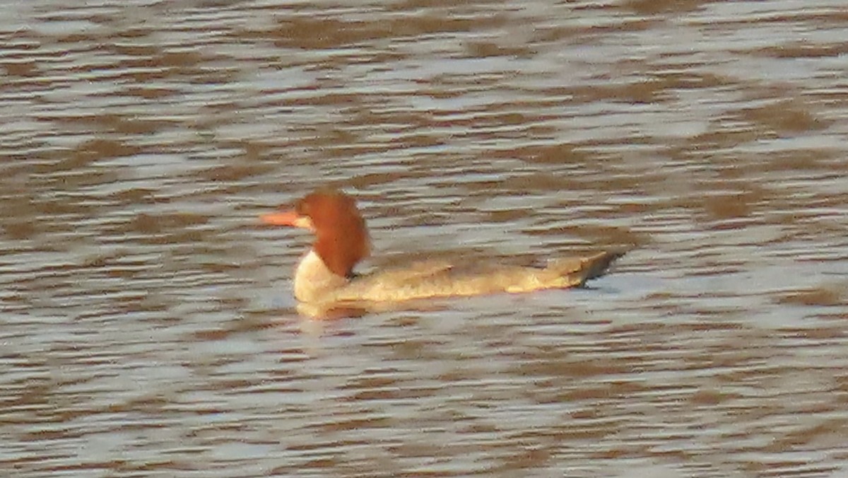 Большой крохаль - ML646862061